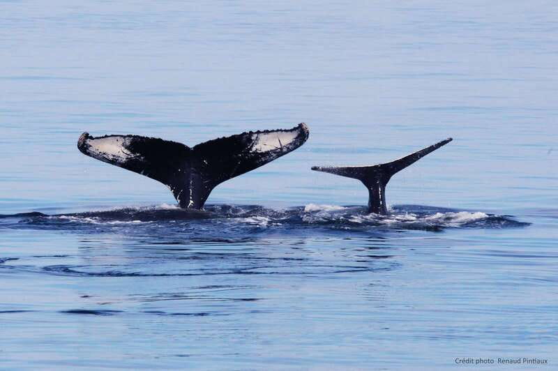 Tadoussac/Charlevoix: Whale Watching Tour & Bear Observation - The transfer to Ferme 5 Étoiles needs careful planning