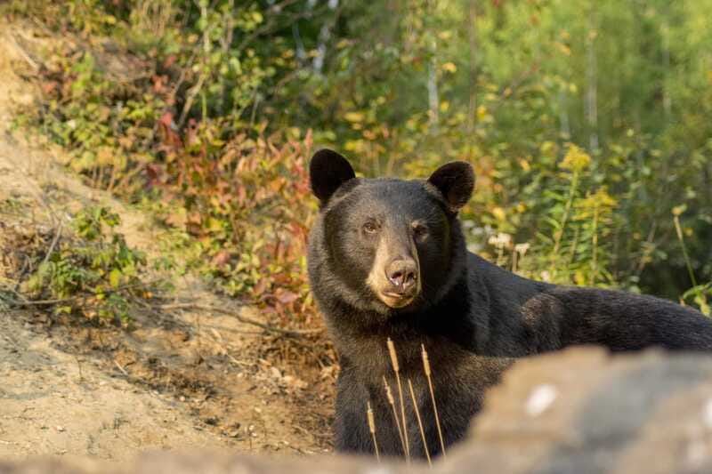 Tadoussac/Charlevoix: Whale Watching Tour & Bear Observation - The black bear observation at dusk