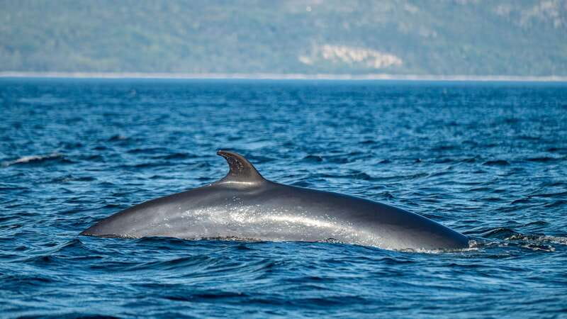Tadoussac/Charlevoix: Whale Watching Tour & Bear Observation - Ferme 5 Étoiles and its rescued animals