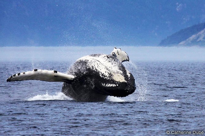 Tadoussac/Charlevoix: Whale Watching Tour - Choosing the large observation boat