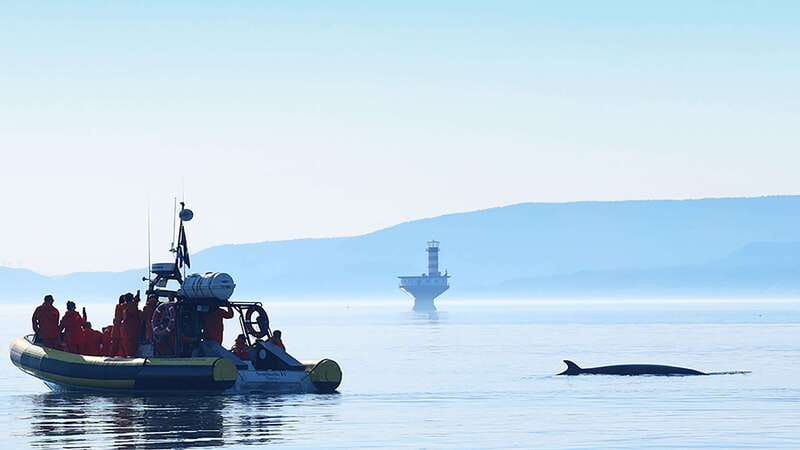 Tadoussac/Charlevoix: Whale Watching Zodiac Tour - Is $98 a Fair Price?