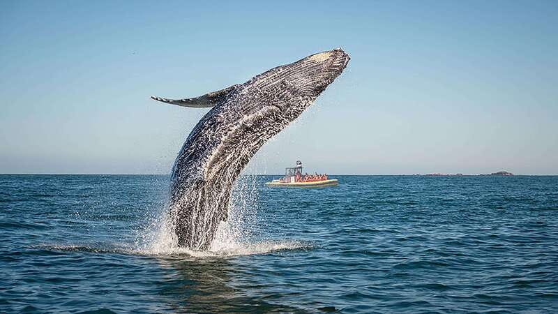 Tadoussac/Charlevoix: Whale Watching Zodiac Tour - Why This Zodiac Trip Works So Well