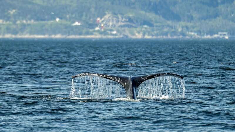 Tadoussac/Charlevoix: Whale Watching Zodiac Tour - Picking the Best Departure Time