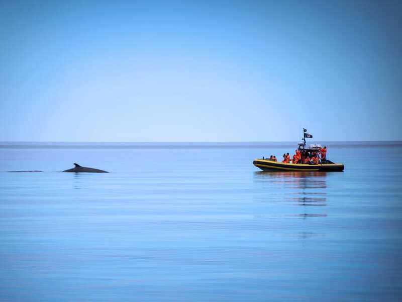 Tadoussac/Charlevoix: Whale Watching Zodiac Tour - What the Zodiac Ride Feels Like