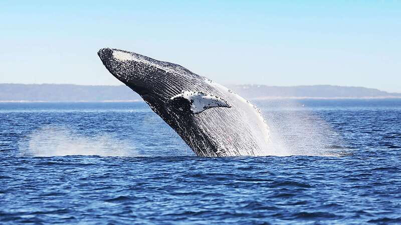 Tadoussac/Charlevoix: Whale Watching Zodiac Tour - What You Might See