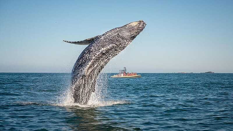 Tadoussac/Charlevoix: Whale Watching Zodiac Tour - Guides, Safety, and Respect for Wildlife