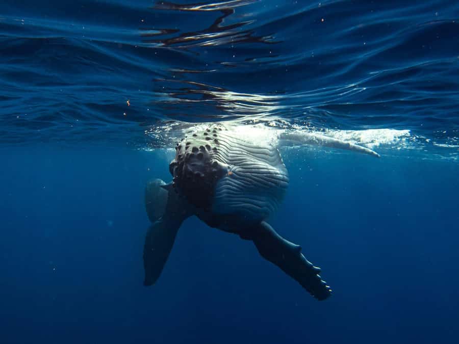 Tahiti island: Whale watching Experience - Tahiti’s humpback season and the chance to swim