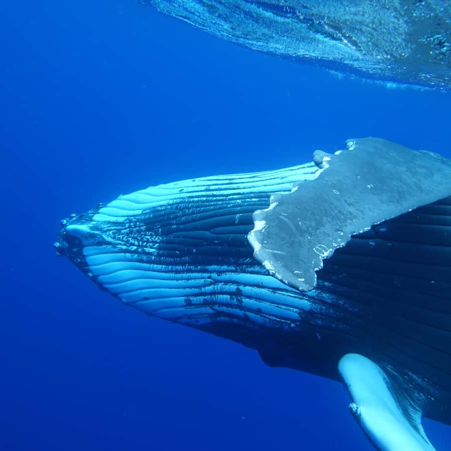 Tahiti island: Whale watching Experience - A small boat with more time to search
