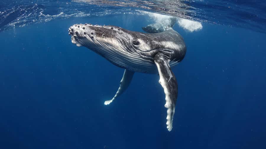 Tahiti island: Whale watching Experience - The search for whales, dolphins, and other sea life