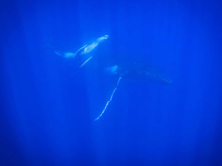 Tahiti island: Whale watching Experience - Respect for the animals comes first