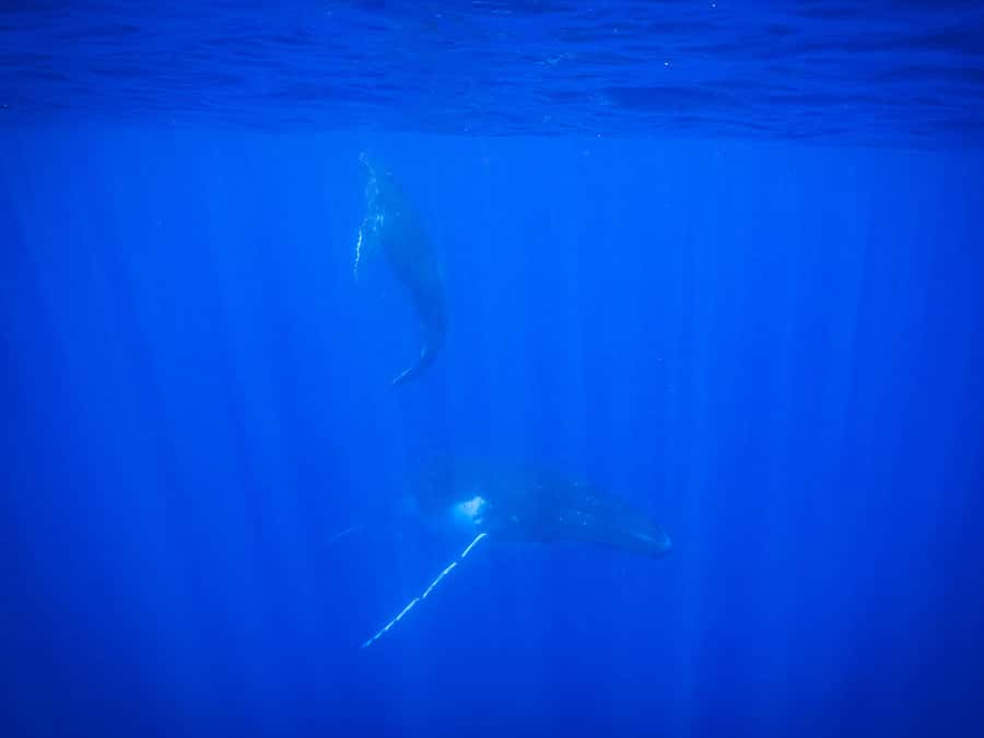 Tahiti island: Whale watching Experience - Who will enjoy this trip most