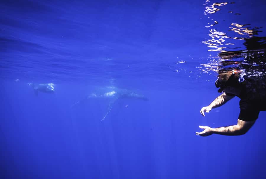 Tahiti island: Whale watching Experience - Practical details before you book