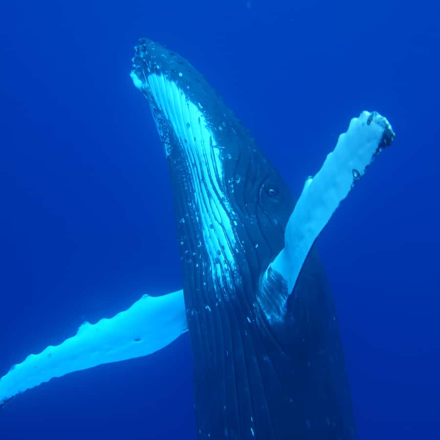 Tahiti island: Whale watching Experience - Should you book this Tahiti whale-watching trip?