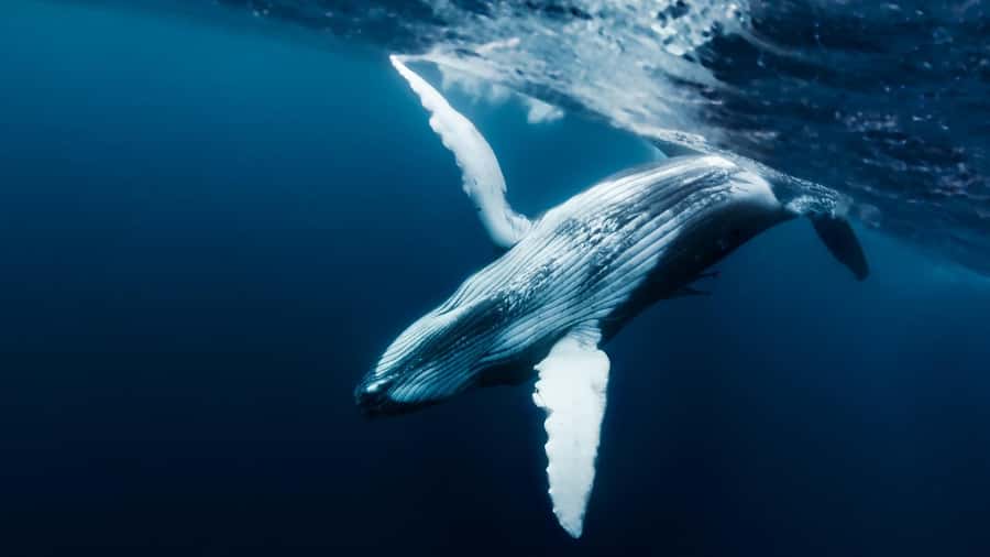 Tahiti island: Whale watching Experience - What happens at the six hotel pickup points