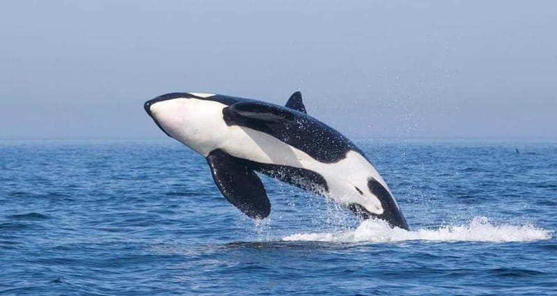 Tarifa: Orca, Whale and Dolphin Watching Boat Experience - What you might see in the water