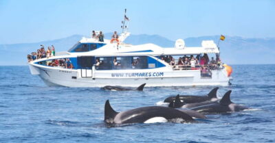 Orca, Whale and Dolphin Watching Boat Experience