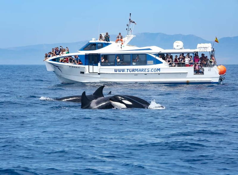 Tarifa: Orca, Whale and Dolphin Watching Boat Experience - Orcas are the seasonal gamble