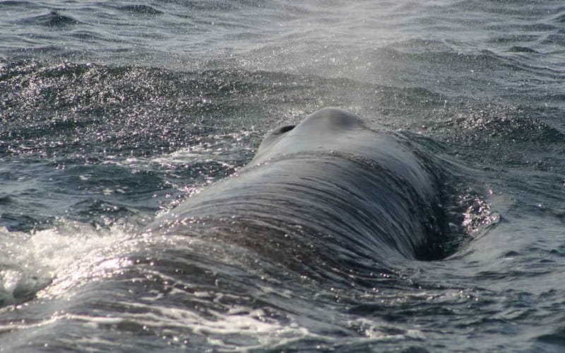 Tarifa: Orca, Whale and Dolphin Watching Boat Experience - What the boat ride feels like in practice