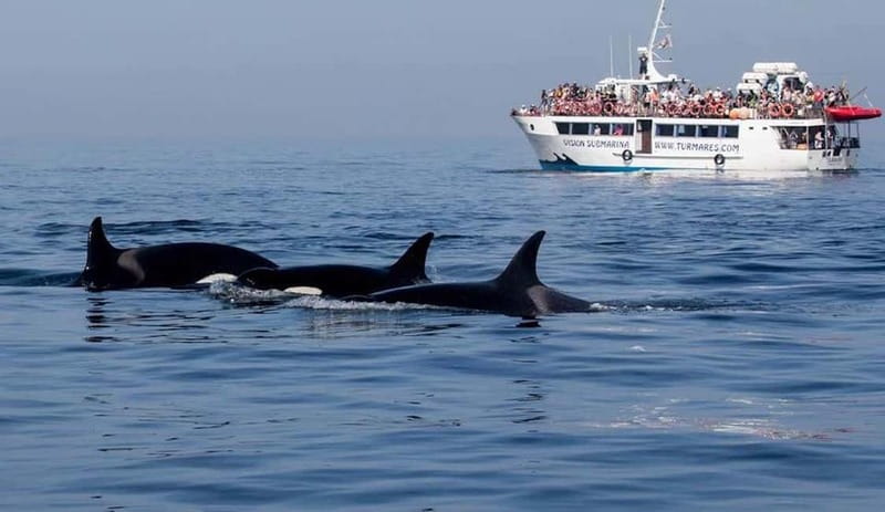 Tarifa: Orca, Whale and Dolphin Watching Boat Experience - Who will enjoy this cruise most