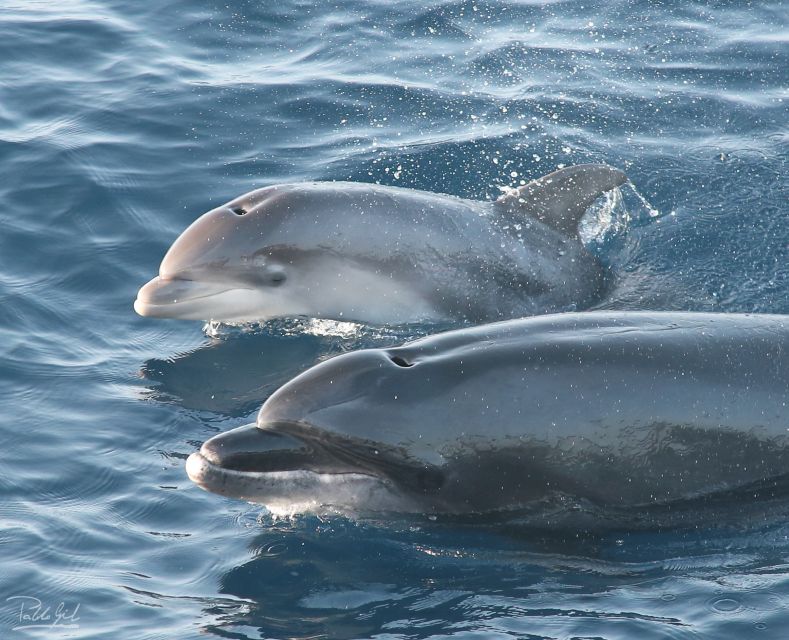 Tarifa: Whale & Dolphin Watching in the Strait of Gibraltar - Key points to know before sailing