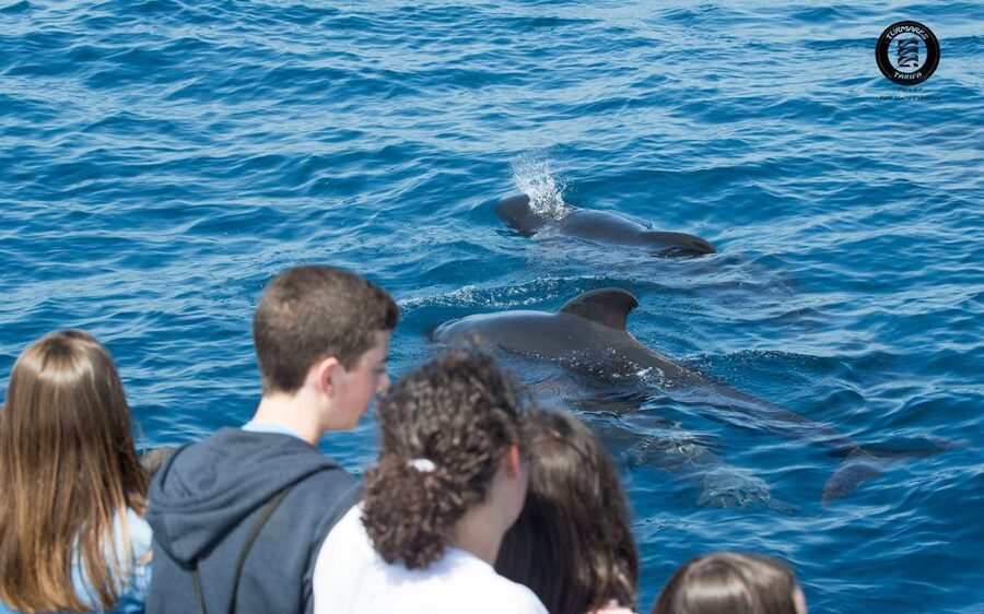 Tarifa: Whale & Dolphin Watching in the Strait of Gibraltar - Should you book it?