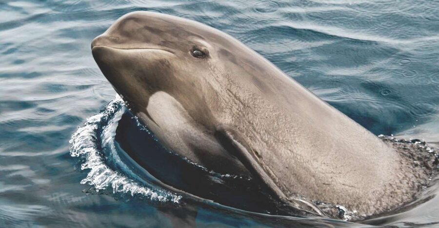Tarifa: Whale & Dolphin Watching in the Strait of Gibraltar - Why the Strait of Gibraltar makes a fine whale-watching ground