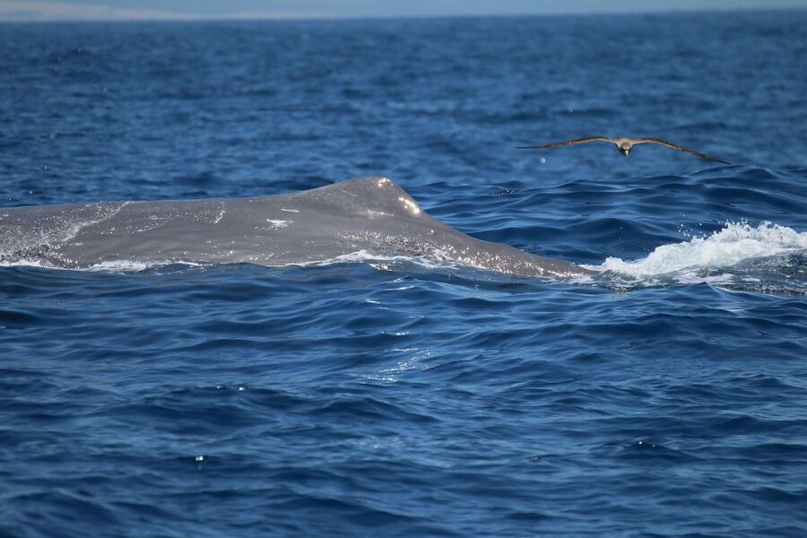 Tarifa: Whale & Dolphin Watching in the Strait of Gibraltar - The first 30 minutes: check-in, safety, and getting ready
