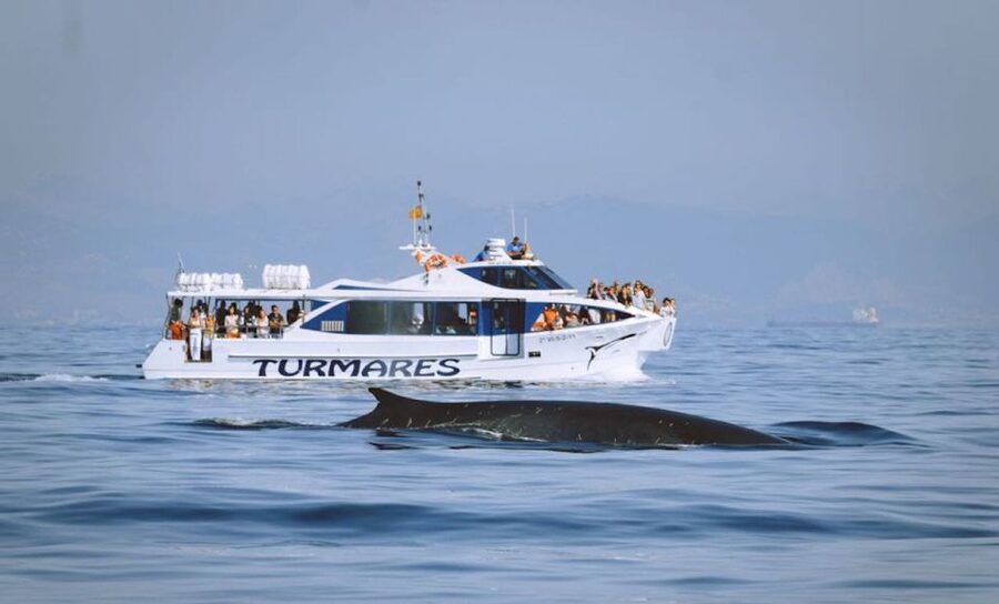 Tarifa: Whale & Dolphin Watching in the Strait of Gibraltar - Two hours between Tarifa and the open Strait