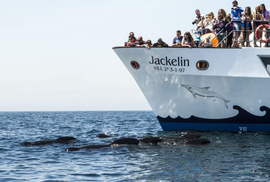 Tarifa: Whale & Dolphin Watching in the Strait of Gibraltar - What you may see, and how long it may take
