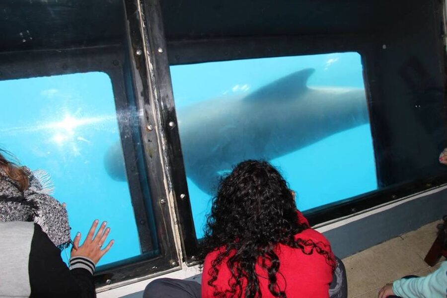 Tarifa: Whale & Dolphin Watching in the Strait of Gibraltar - Responsible viewing is part of the experience