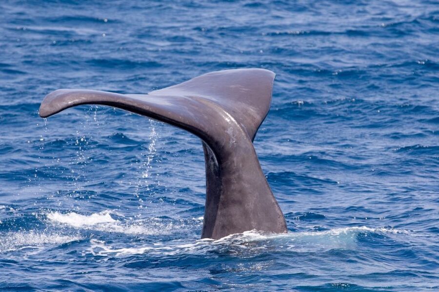 Tarifa: Whale & Dolphin Watching in the Strait of Gibraltar - Is $53 a fair price?