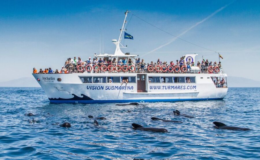 Tarifa: Whale & Dolphin Watching in the Strait of Gibraltar - Who will enjoy this Tarifa cruise most?