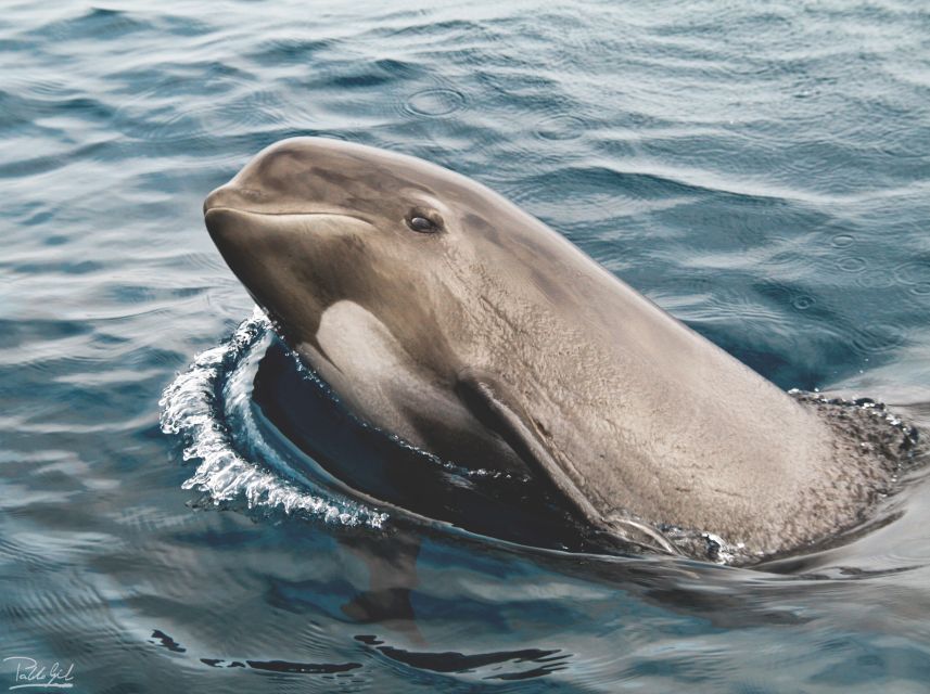 Tarifa: Whale & Dolphin Watching in the Strait of Gibraltar - Meeting Turmares in Tarifa