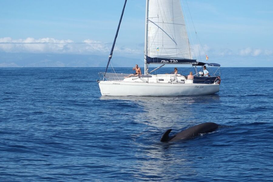 Tenerife: 3 &-6 Hour Private Whale & Dolphin Watching - Setting sail from Puerto Colón on Gran Azor