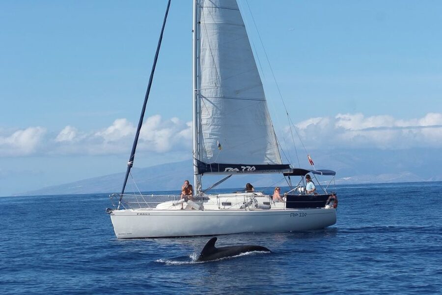 Tenerife: 3 &-6 Hour Private Whale & Dolphin Watching - The three-hour and six-hour choice