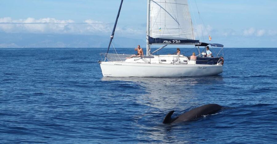 Tenerife: 3 &-6 Hour Private Whale & Dolphin Watching - Coastal views during the quieter stretches