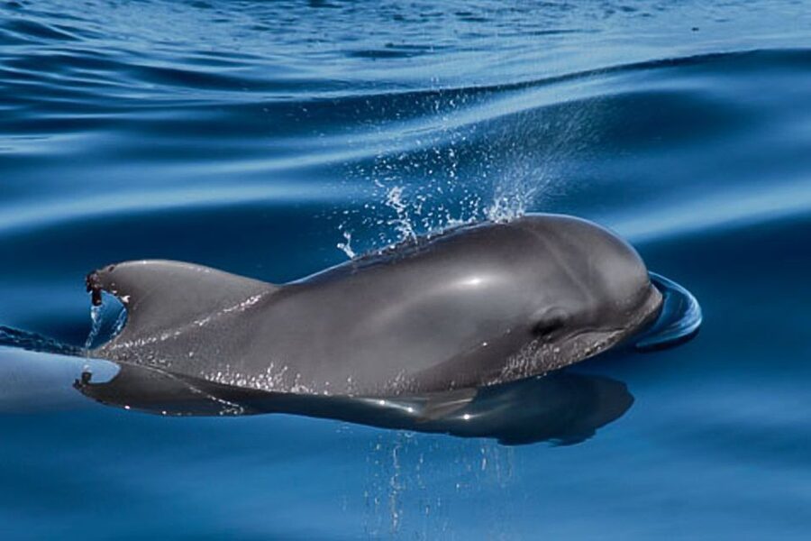 Tenerife: 3 &-6 Hour Private Whale & Dolphin Watching - Who will enjoy this Tenerife boat trip