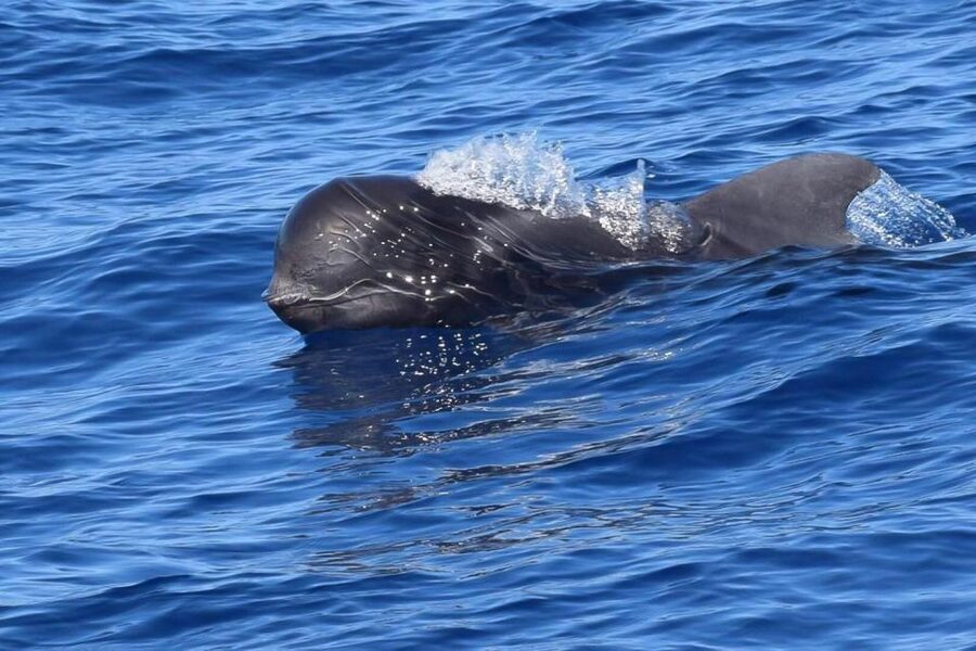 Tenerife: 3 &-6 Hour Private Whale & Dolphin Watching - Watching whales, dolphins, and sea turtles in open water
