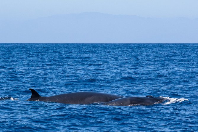 Tenerife 3-Hour Discover Whales and Dolphins - What the $70.68 price really includes