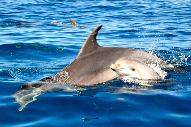 Tenerife 3-Hour Discover Whales and Dolphins - Who will enjoy this three-hour cruise