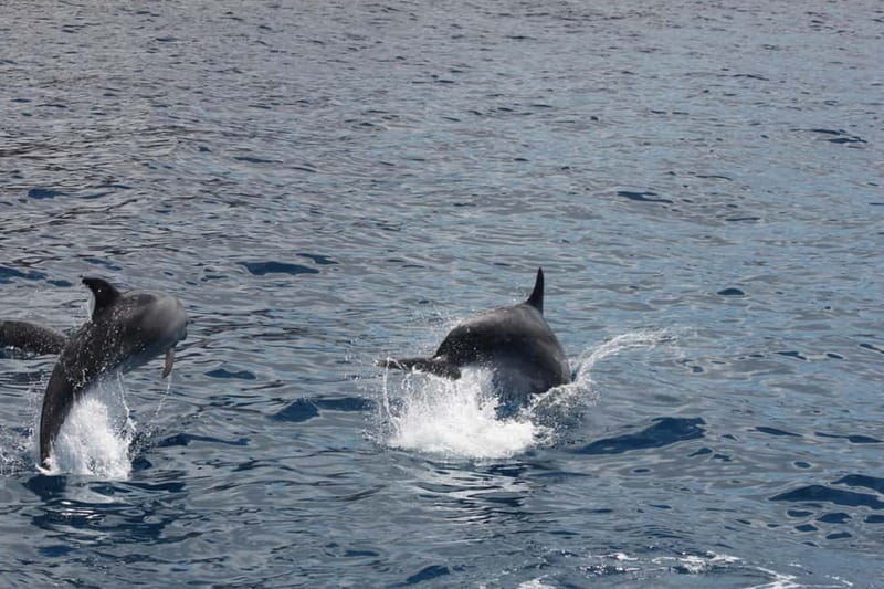 Tenerife: Accessible Whale Watching & Ocean Experience - Key details that make this boat different