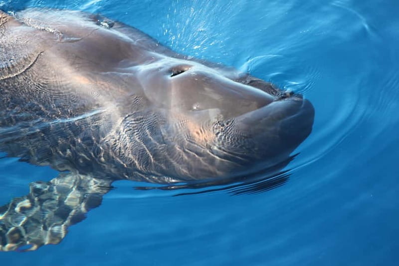 Tenerife: Accessible Whale Watching & Ocean Experience - Watching dolphins, pilot whales, and turtles