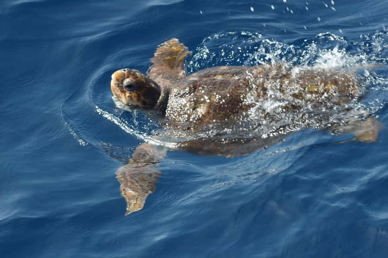 Tenerife: Accessible Whale Watching & Ocean Experience - Food, drinks, and deck space