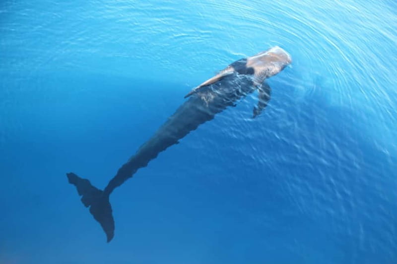 Tenerife: Accessible Whale Watching & Ocean Experience - Price, timing, and overall value