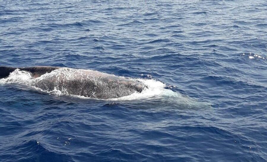 Tenerife: Eco-Yacht Whale and Dolphin Watching and Swimming - Practical booking advice