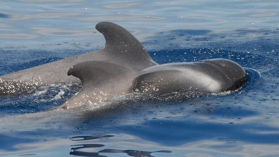 Tenerife: Eco-Yacht Whale and Dolphin Watching and Swimming - Why this short Los Cristianos trip works