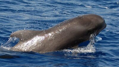 Eco-Yacht Whale and Dolphin Watching and Swimming