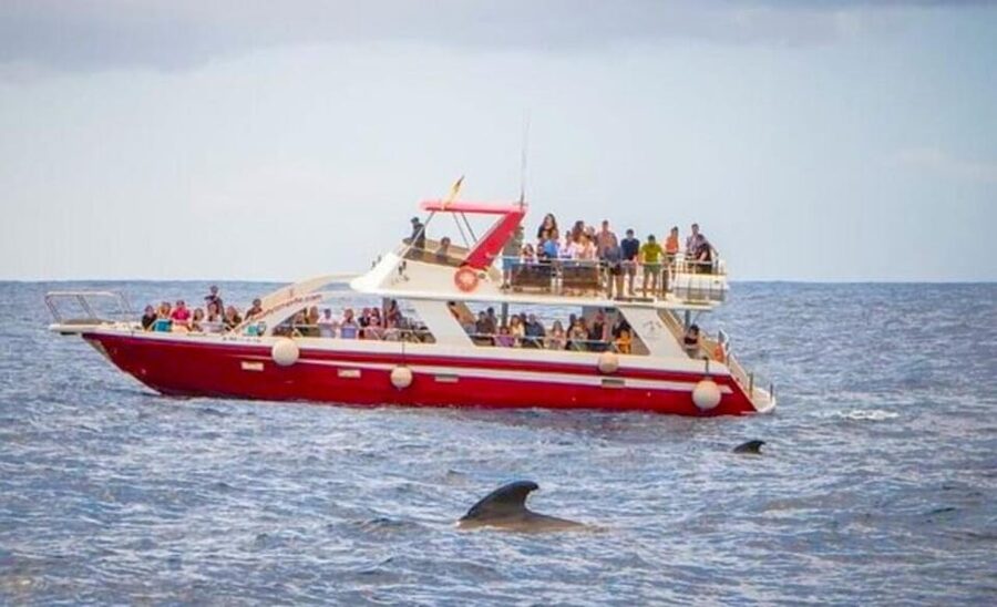 Tenerife: Eco-Yacht Whale and Dolphin Watching and Swimming - Whale and dolphin watching without the chase