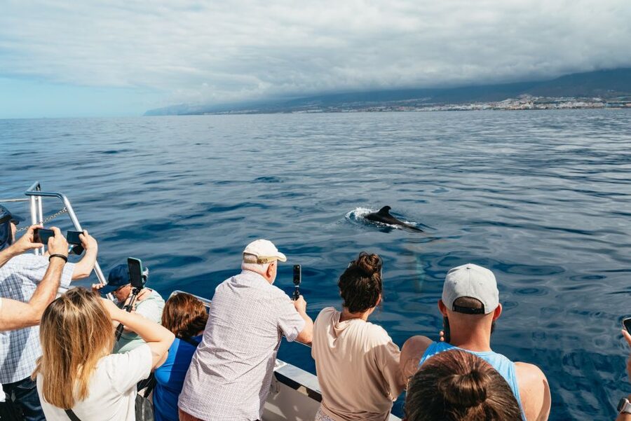 Tenerife: Eco-Yacht Whale and Dolphin Watching and Swimming - Who should book this experience