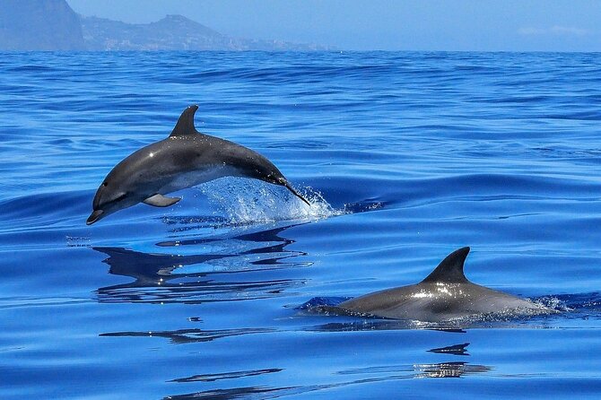 Tenerife Los Cristianos: Whale and Dolphin Eco-Yacht and Swim Stop - Passing the cave of love